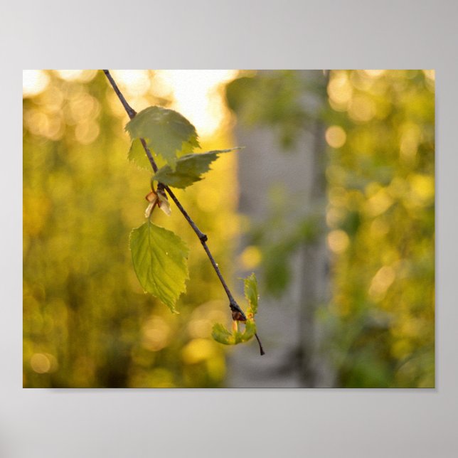 Poster Birch (Devant)