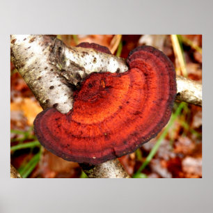 Poster Birch Mazegill Fungus