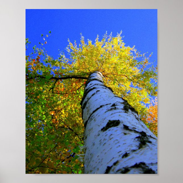 Poster Birch par jour d'été ensoleillé (Devant)