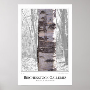 Poster Birch Tree