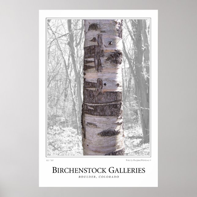 Poster Birch Tree (Devant)