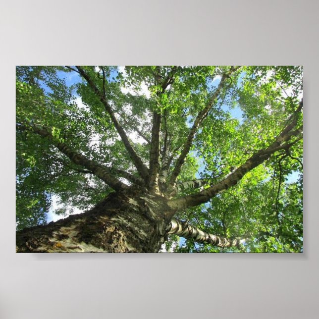 Poster Birch tree de Suède. (Devant)