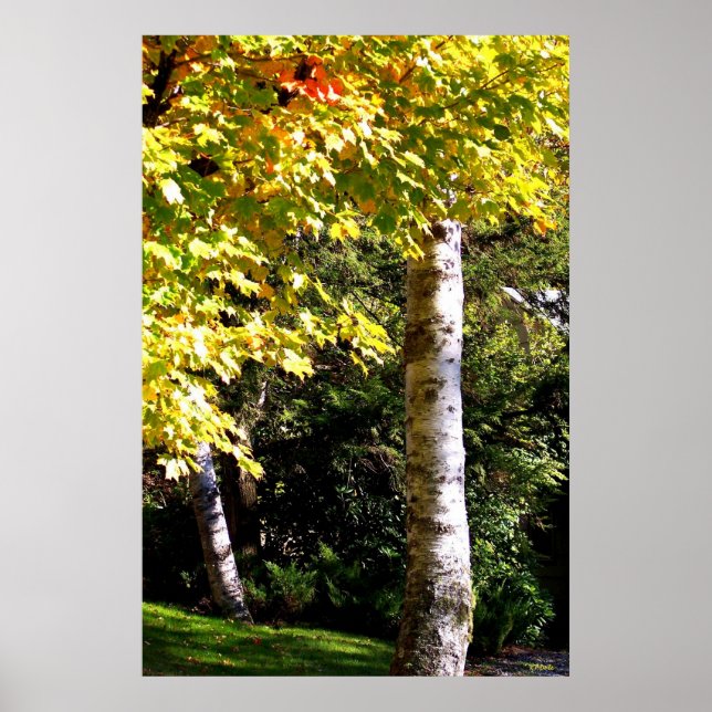 Poster Birch Trees (Devant)