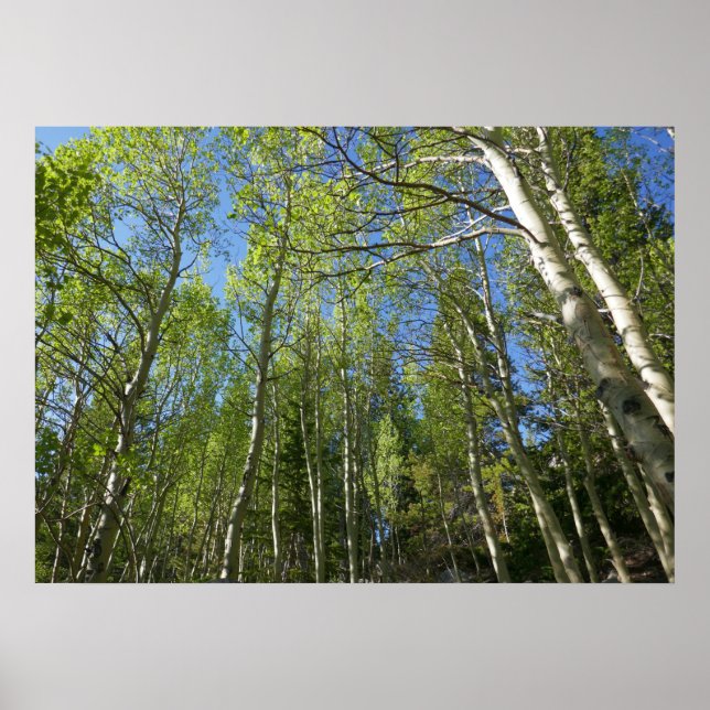 Poster Birch Trees d'été à Rocky Mountain (Devant)