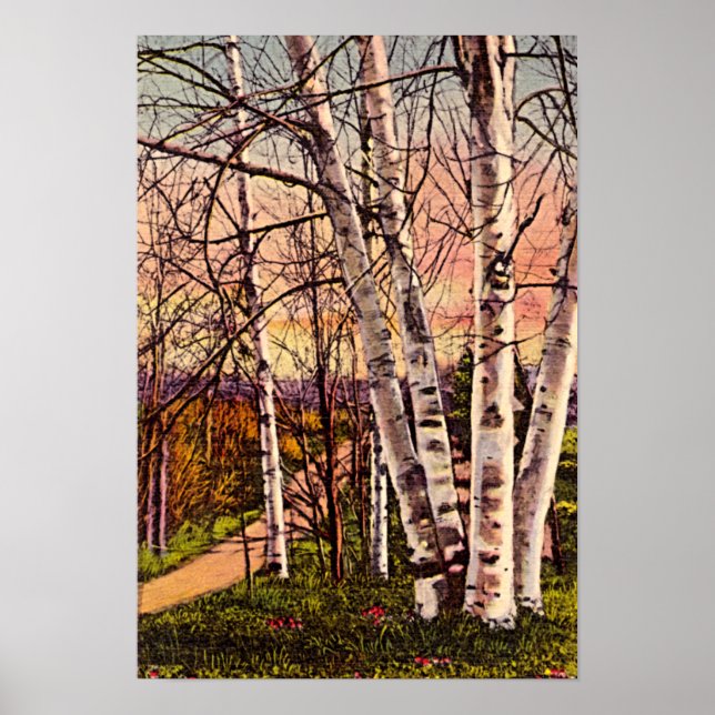 Poster Birch Treks du nord du Michigan au printemps (Devant)