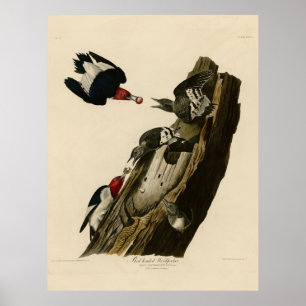 Poster Bird, America, Red Headed Woodpecker, Audubon, Vin