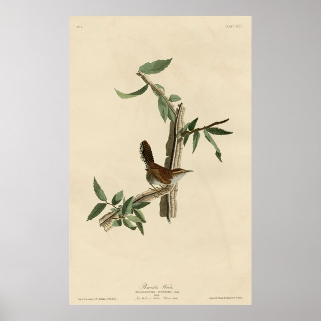 Poster Bird, Amérique, Bewick Wren, Audubon, Vintage (Devant)