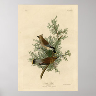 Poster Bird, Amérique, Cedar Bird, Audubon, Vintage