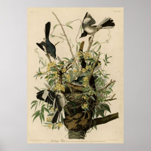 Poster Bird, Amérique, Mocking Bird, Audubon, Vintage