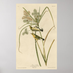 Poster Bird, Amérique, Prairie Warbler, Audubon, Vintage