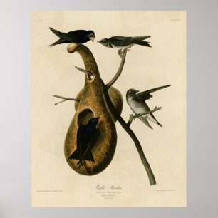 Poster Bird, Amérique, Purple Martin, Audubon, Vintage