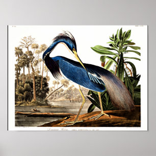 Poster Bird - Louisiana Heron par John James Audubon