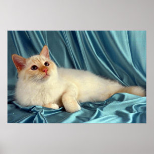 Poster Birman, point rouge