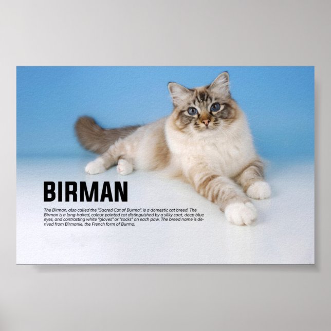 Poster Birman race de chats - Chat sacré de Birmanie (Devant)