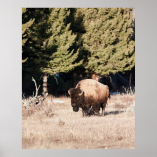 Poster Bison