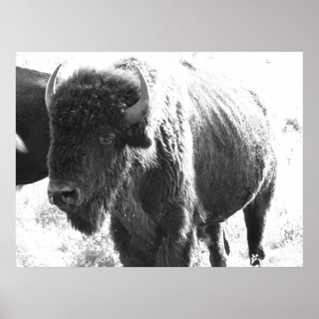 Poster Bison (Devant)