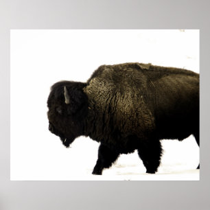 Poster Bison