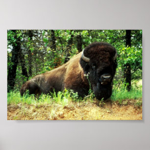 Poster Bison