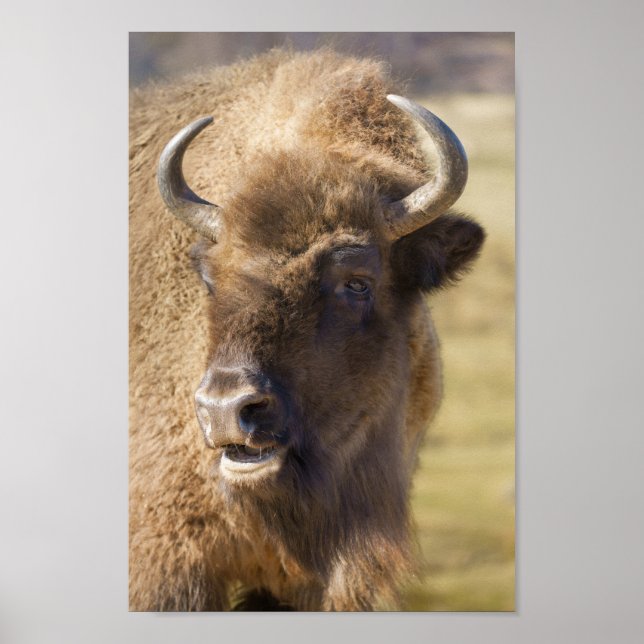 Poster Bison (Devant)