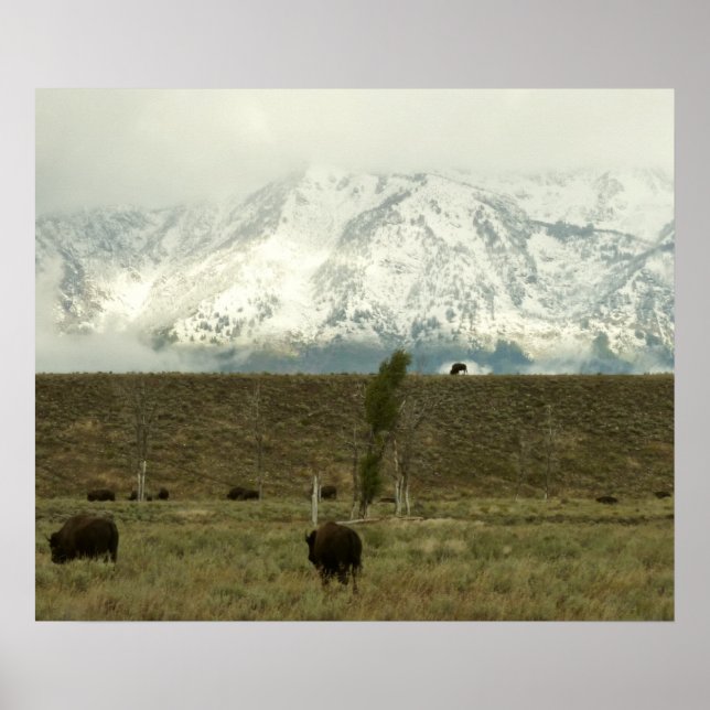 Poster Bison à Grand Teton National Park Photographie (Devant)