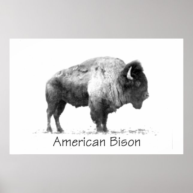 Poster Bison américain (Devant)
