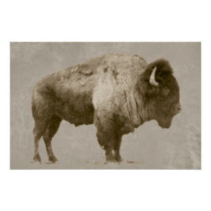 Poster Bison américain