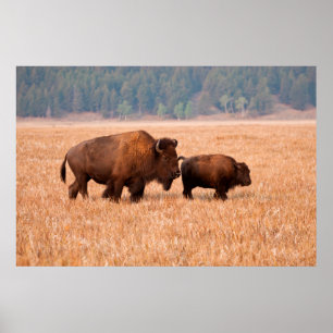 Poster Bison Américain (Bison Bison) Vache Et Veau