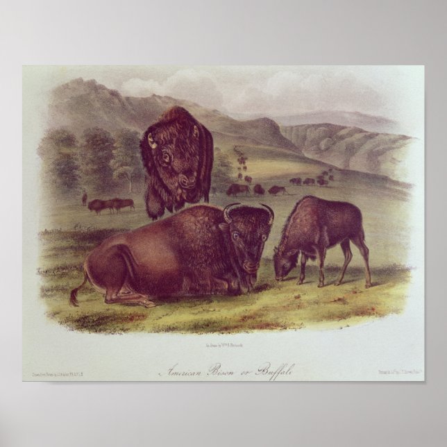 Poster Bison américain ou buffle (Devant)