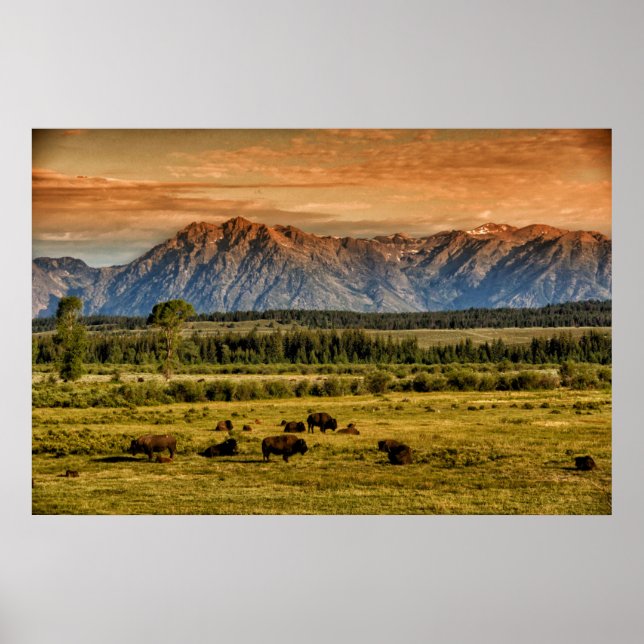 Poster Bison au lever du soleil (Devant)
