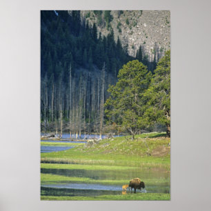 Poster Bison avec veau au parc national Yellowstone