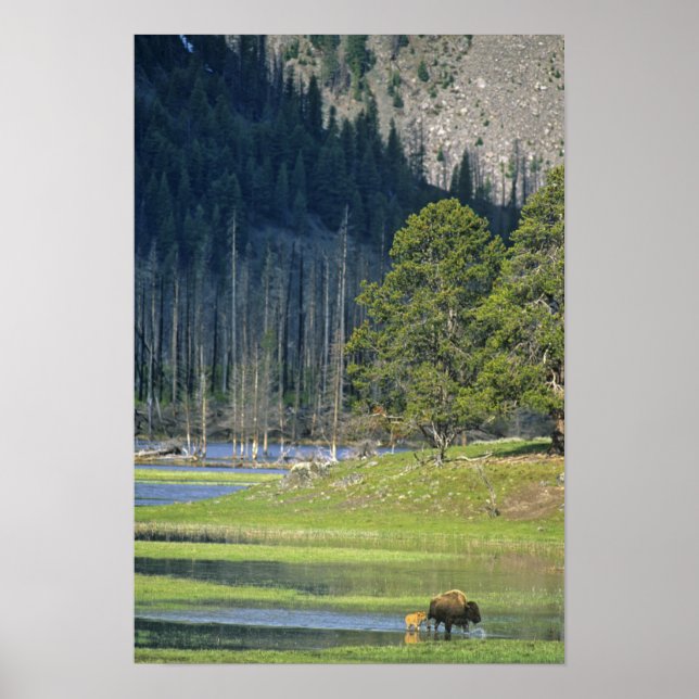 Poster Bison avec veau au parc national Yellowstone (Devant)