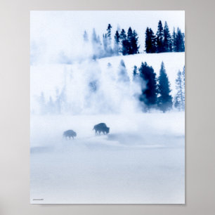 Poster Bison bleu