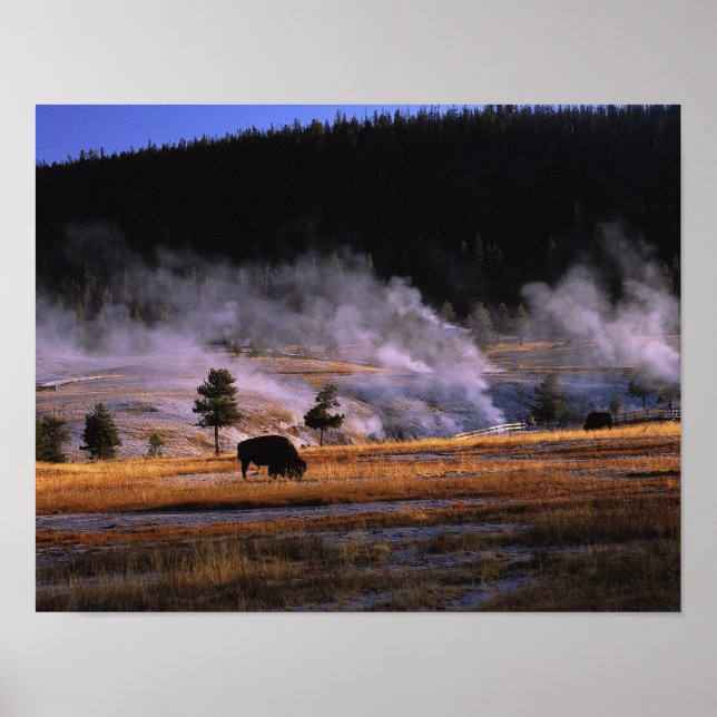 Poster Bison broutant dans le bassin supérieur de Geyser  (Devant)