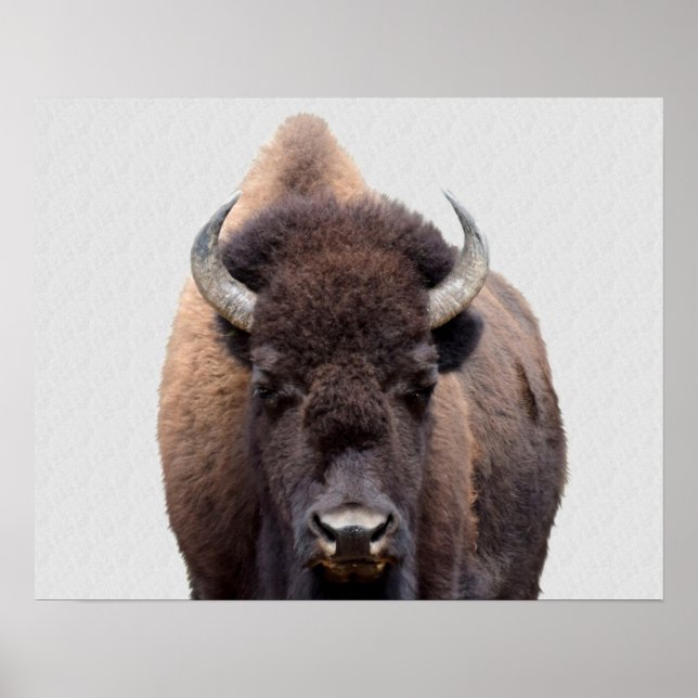 Poster Bison Buffalo Photo 135 (Devant)