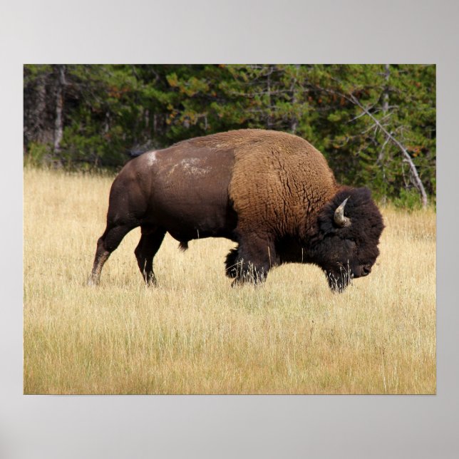 Poster Bison Bull dans le parc national de Yellowstone (Devant)