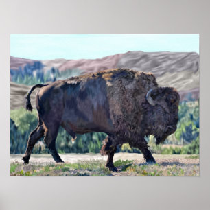 Poster Bison d'Amérique