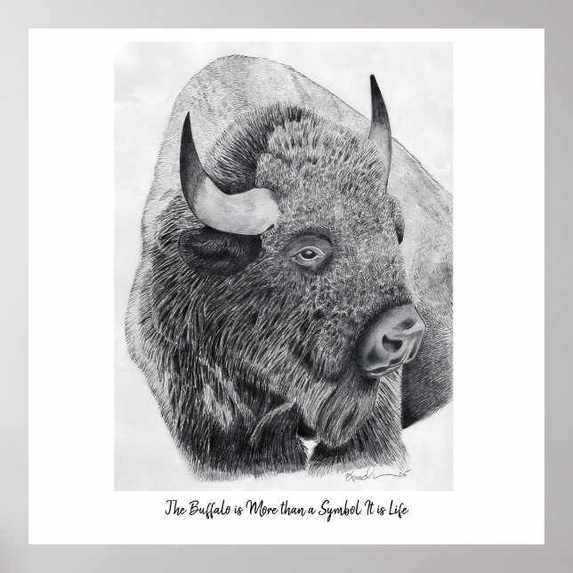 Poster Bison d'Amérique (Devant)