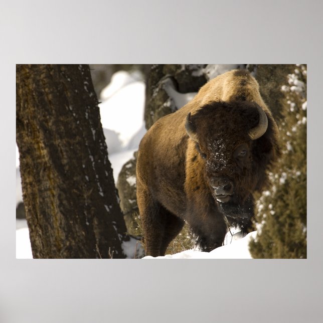 Poster Bison dans la vallée de Lamar Parc national de Yel (Devant)