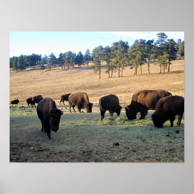Poster Bison dans le Colorado (Devant)