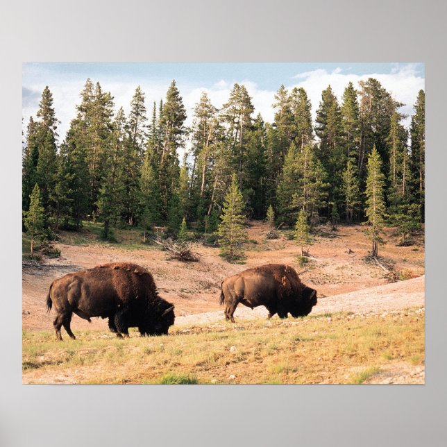 Poster Bison dans le parc national de Yellowstone, Wyomin (Devant)
