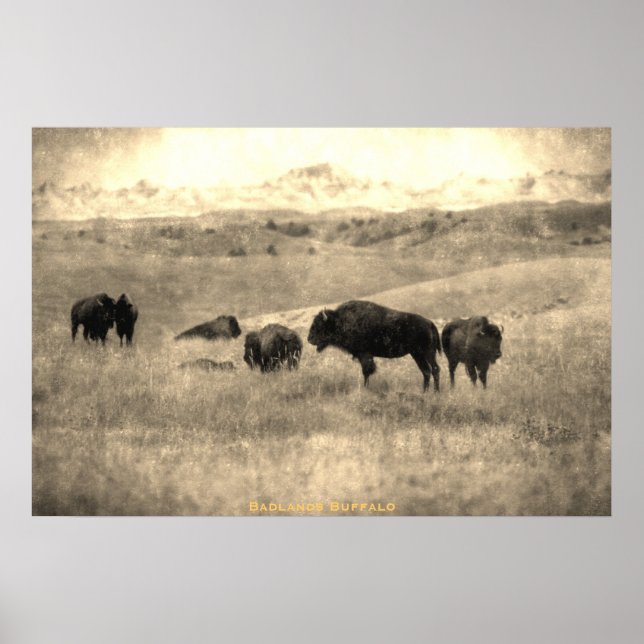 Poster Bison de Badlands (Devant)