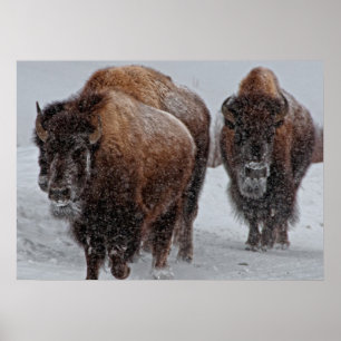 Poster Bison de Yellowstone