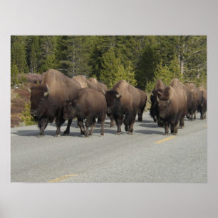 Poster Bison de Yellowstone