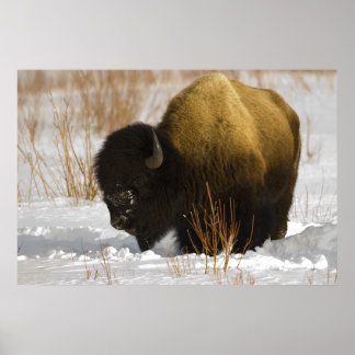 Poster Bison de Yellowstone dans la vallée de Lamar