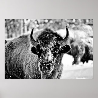 Poster Bison de Yellowstone gelé