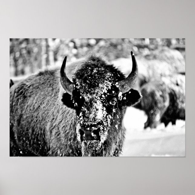 Poster Bison de Yellowstone gelé (Devant)