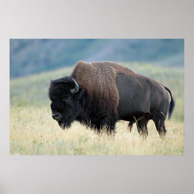 Poster Bison des plaines américaines (Devant)