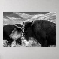 Bison des plaines américaines