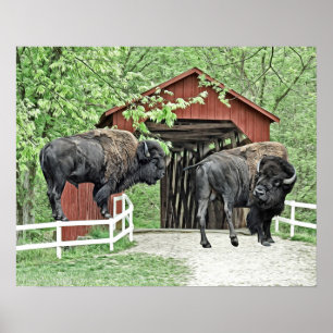Poster Bison Drôle Au Pont Couvert