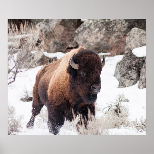 Poster Bison en cours (Devant)